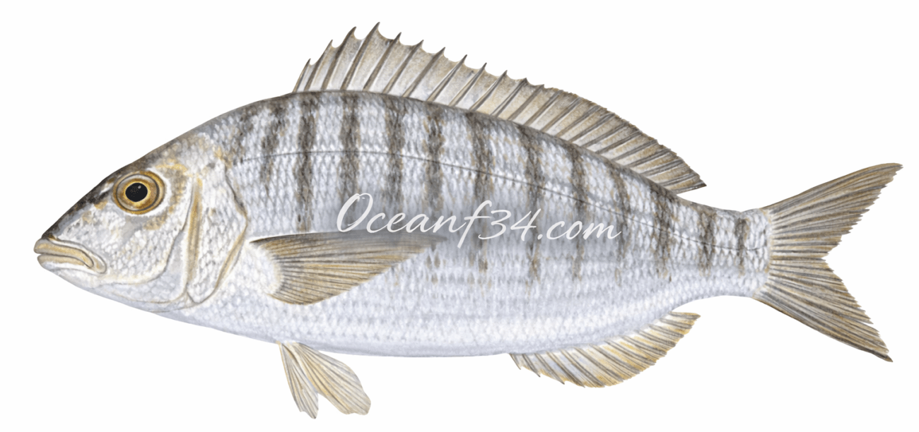 Striped seabream supplier Mauritania Senegal OceanF34