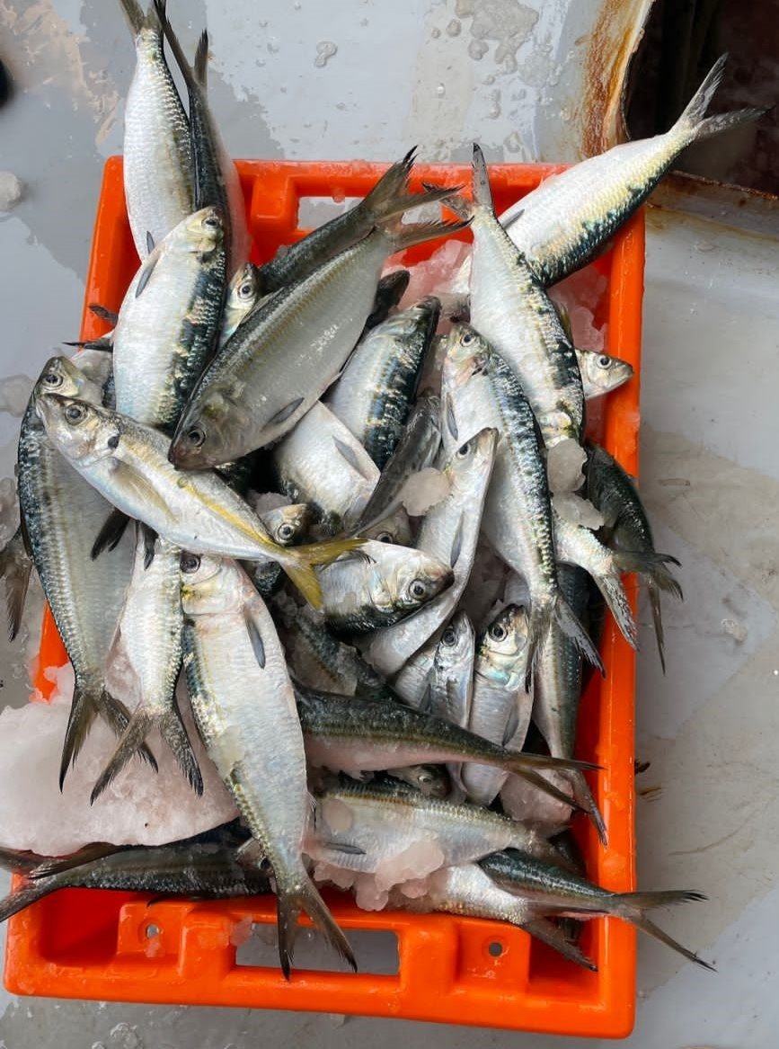 Atlantic Sardinella Mauritania Sardinella Atlantic seafood Mauritania