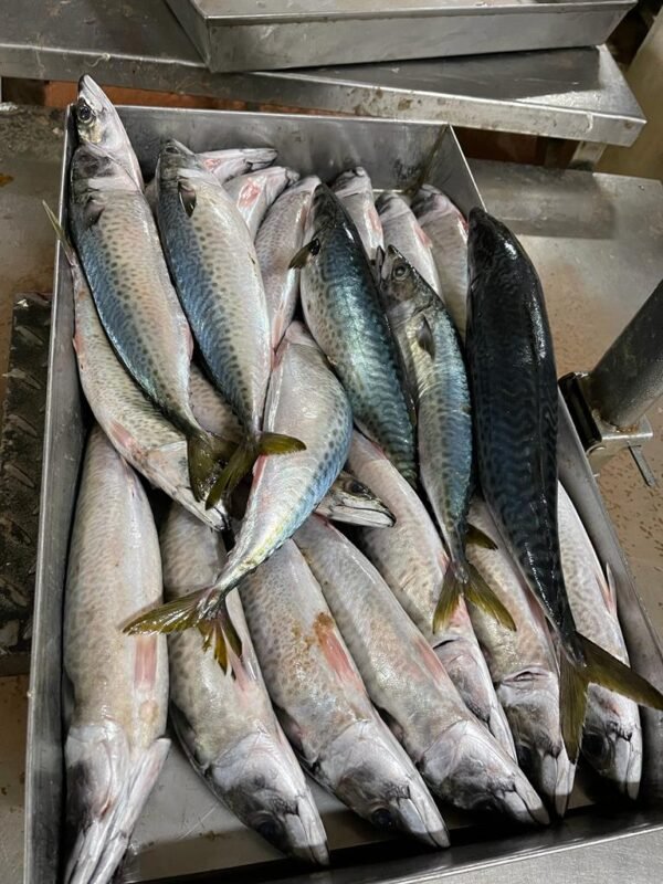 Mackerel Atlantic seafood Mauritania