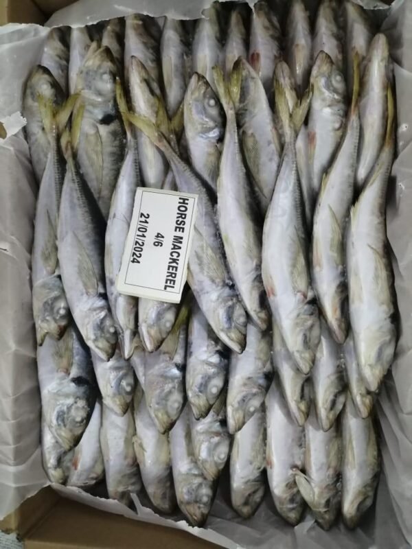 Horse mackerel Atlantic seafood Mauritania