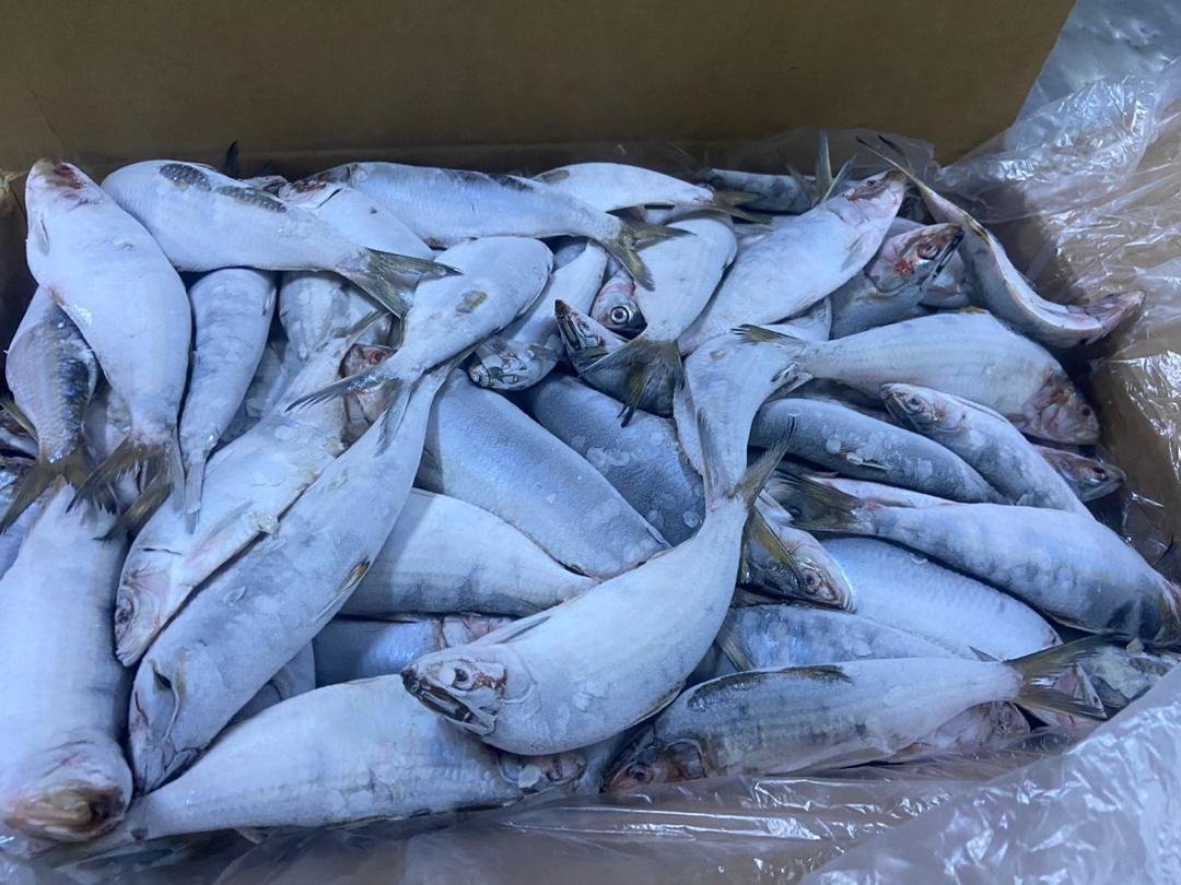 Premium Frozen Sardinella Export Premium sardinella supplier Mauritania Senegal