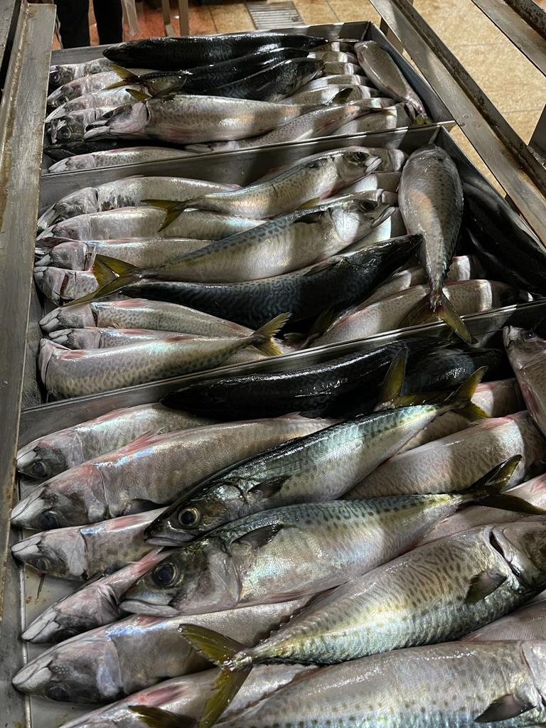Premium Frozen Mackerel Export Premium mackerel supplier Mauritania Senegal