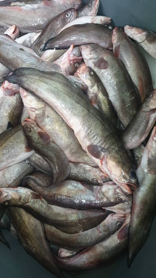 Atlantic Brotula Seafood Supplier Atlantic brotula fish supplier OceanF34