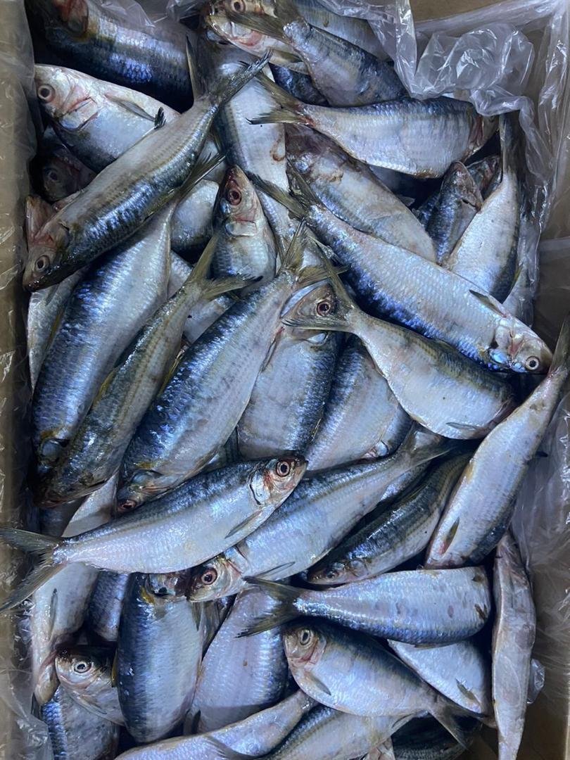 Atlantic Sardinella Seafood Supplier Atlantic sardinella supplier OceanF34