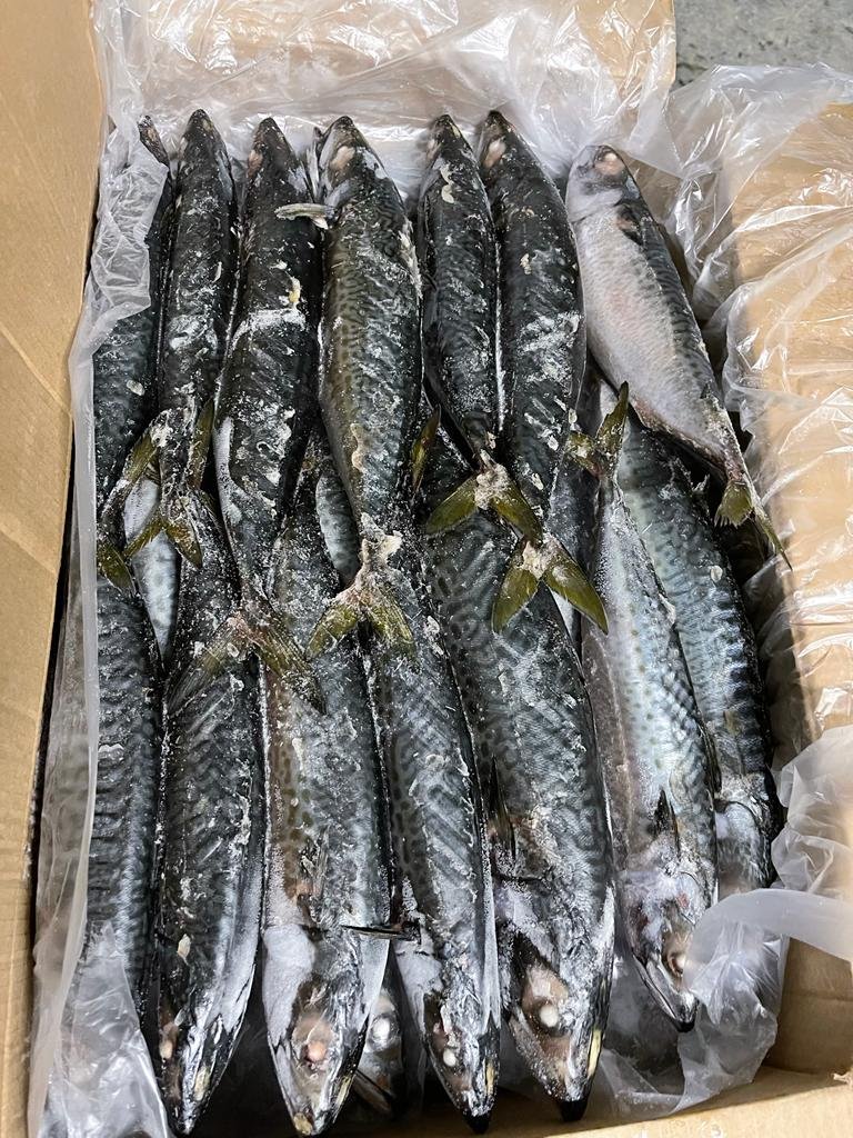 Atlantic Mackerel Seafood Supplier Atlantic mackerel supplier OceanF34