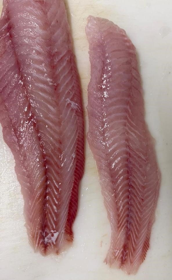 Atlantic Brotula Fish Mauritania Brotula fish Atlantic seafood Mauritania