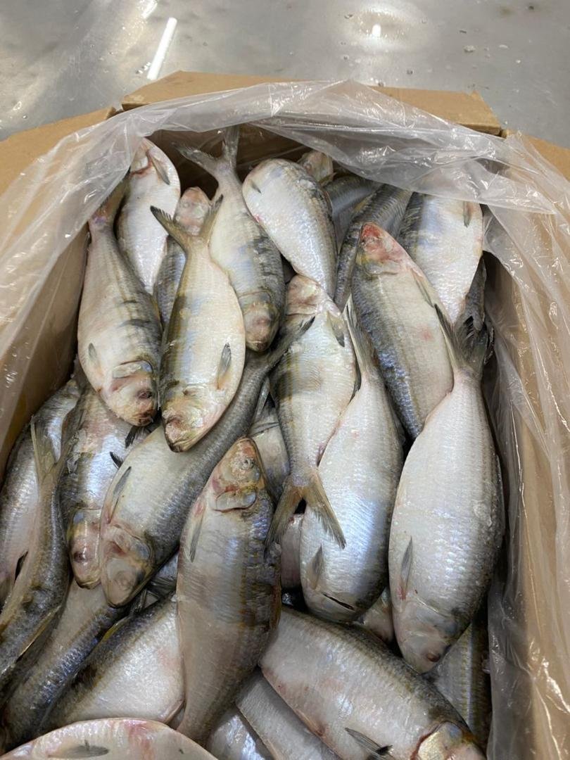 Atlantic Sardinella Mauritania Sardinella Atlantic seafood Mauritania