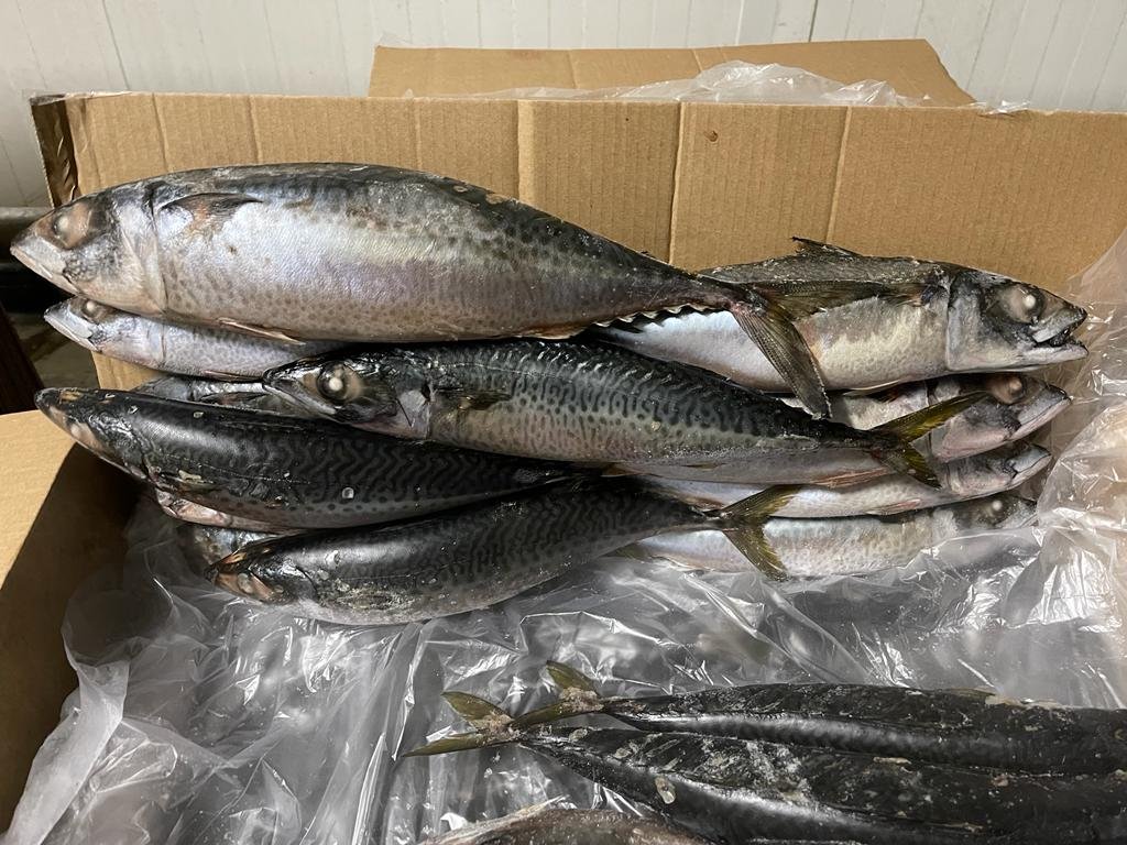 Atlantic Mackerel Mauritania Mackerel Atlantic seafood Mauritania