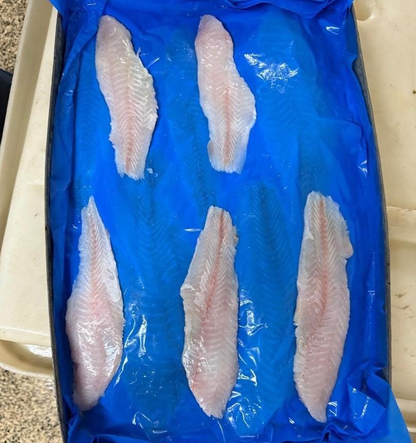 Premium Brotula Fish Export Premium brotula fish supplier Mauritania Senegal