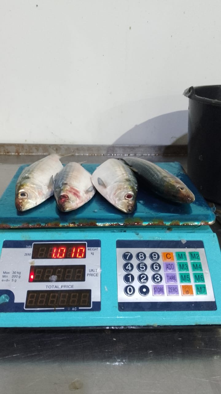 Premium Frozen Sardinella Export Premium sardinella supplier Mauritania Senegal