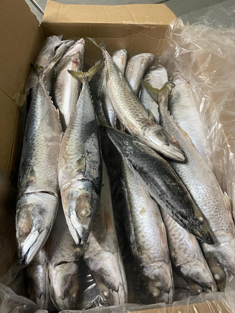 Premium Frozen Mackerel Export Premium mackerel supplier Mauritania Senegal