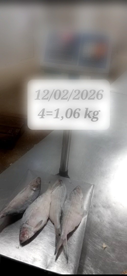 Atlantic Sardinella Seafood Supplier Atlantic sardinella supplier OceanF34