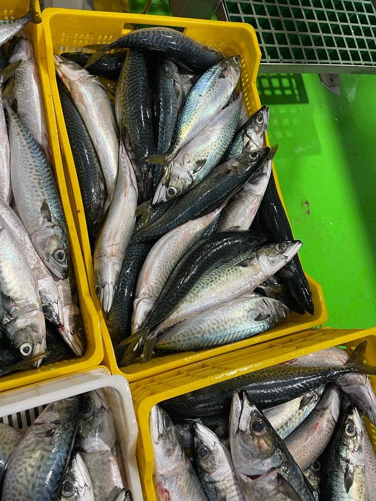 Atlantic Mackerel Seafood Supplier Atlantic mackerel supplier OceanF34
