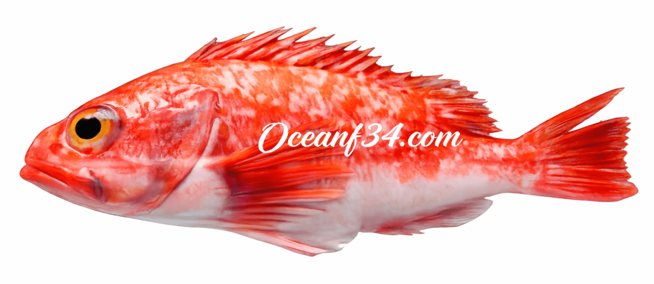 Frozen blackbelly rosefish supplier Mauritania Senegal OceanF34