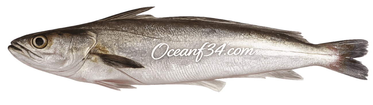 Frozen European hake supplier Mauritania Senegal OceanF34