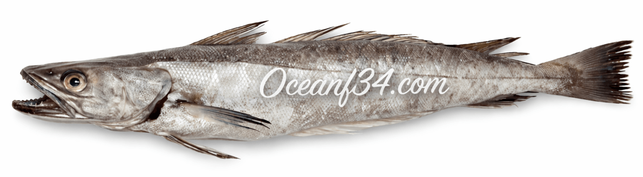 Frozen Benguela hake supplier Mauritania Senegal OceanF34