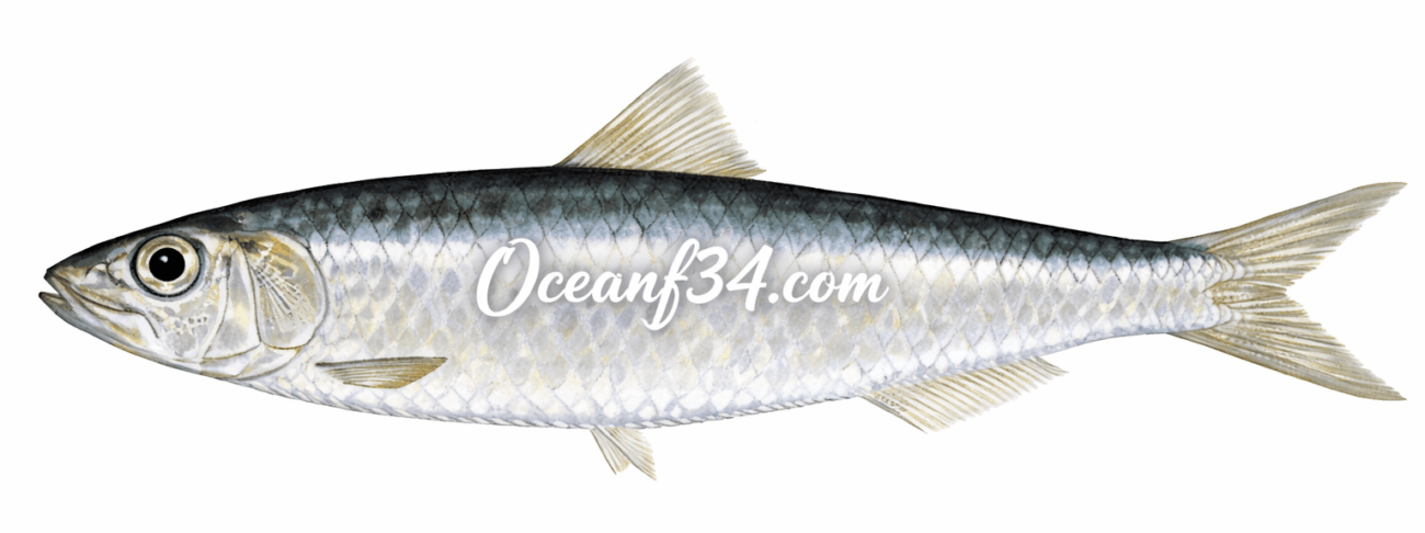 Frozen European pilchard supplier Mauritania Senegal OceanF34