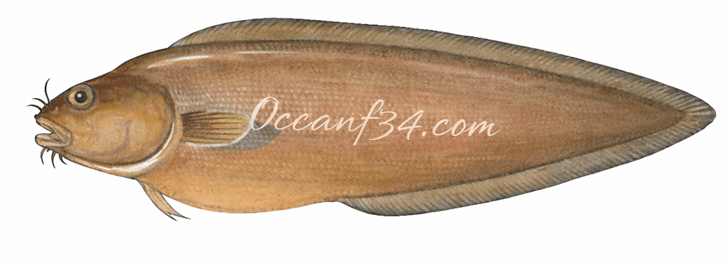 Brotula Fish Atlantic Ocean Mauritania Brotula fish supplier Mauritania Senegal OceanF34