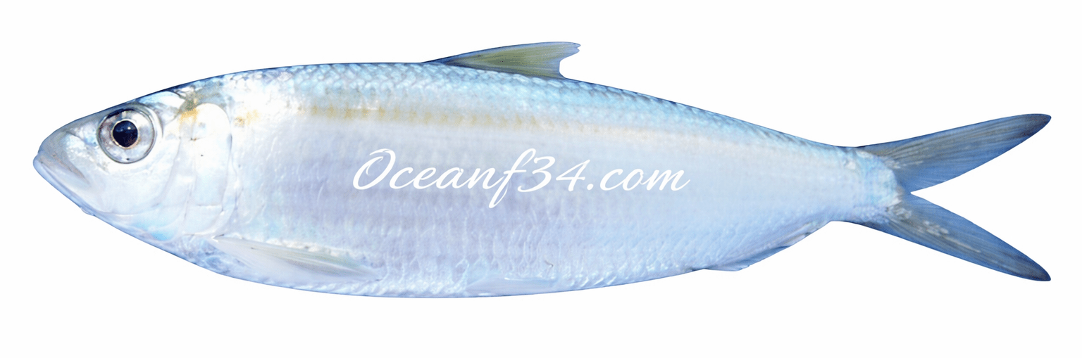 Frozen Sardinella Atlantic Ocean Mauritania Frozen sardinella supplier Mauritania Senegal OceanF34