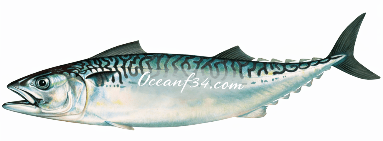 Frozen mackerel supplier Mauritania Senegal OceanF34