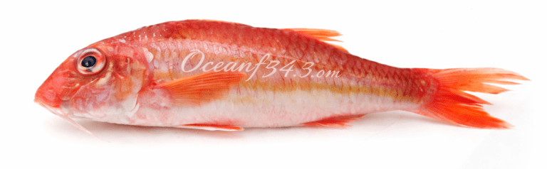 Red mullet supplier Mauritania Senegal OceanF34