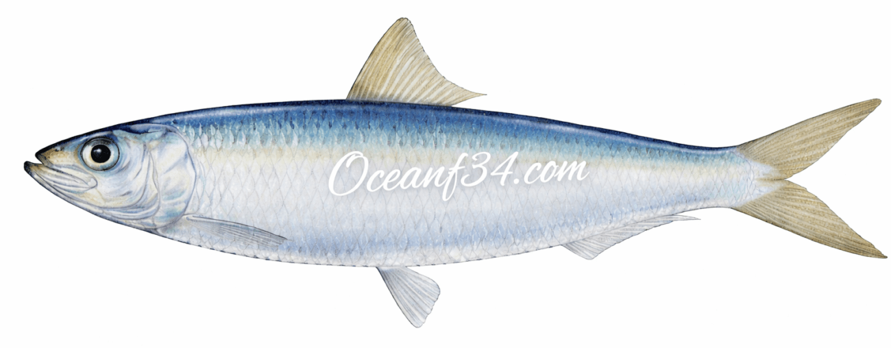 Frozen round sardinella fish supplier Mauritania Senegal Atlantic Ocean