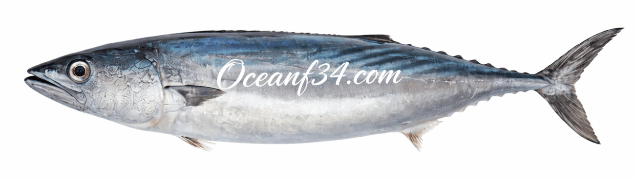 Frozen Atlantic bonito supplier Mauritania Senegal OceanF34