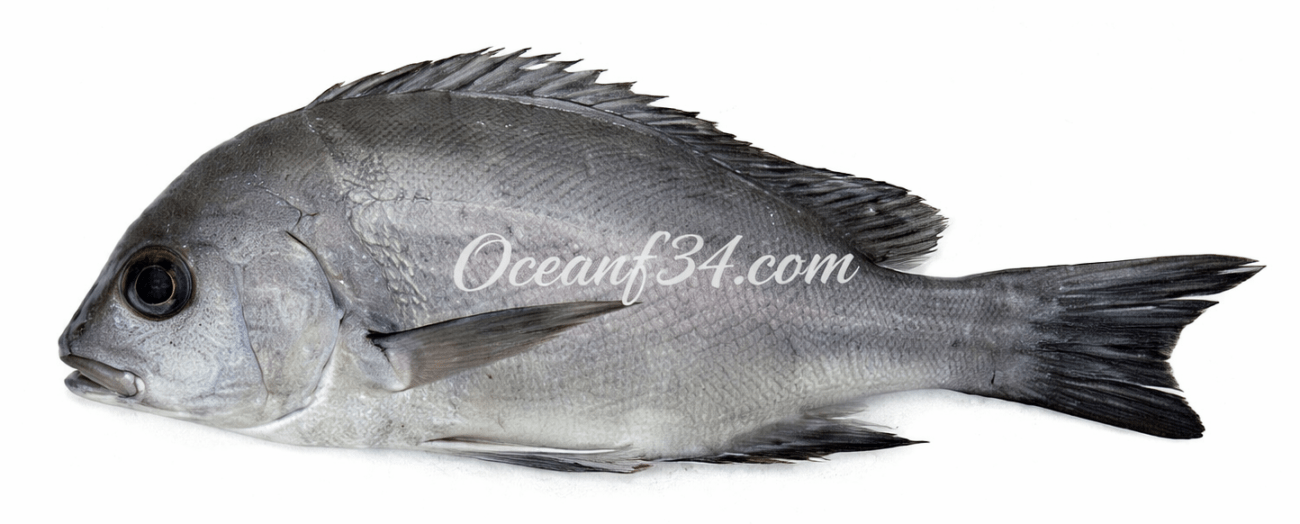 Frozen rubberlip grunt supplier Mauritania Senegal OceanF34