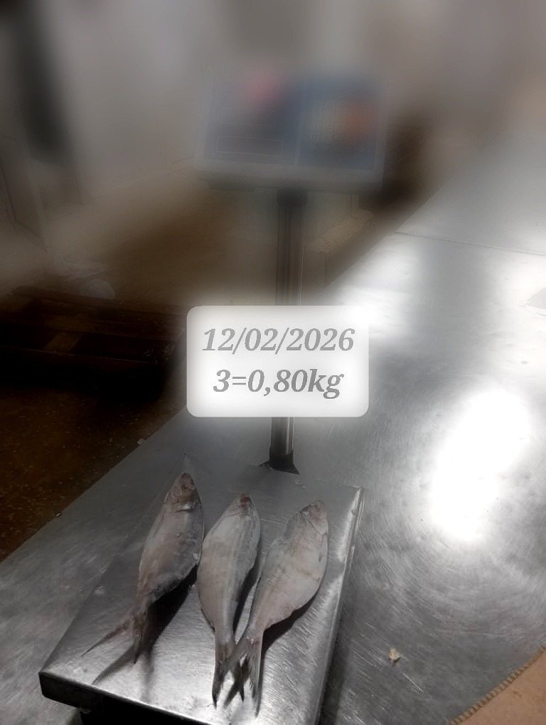 pro_WhatsApp Image 2026-03-19 at 04.55.01 (3)