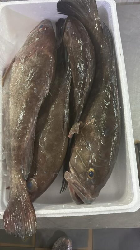 White grouper Atlantic seafood Mauritania