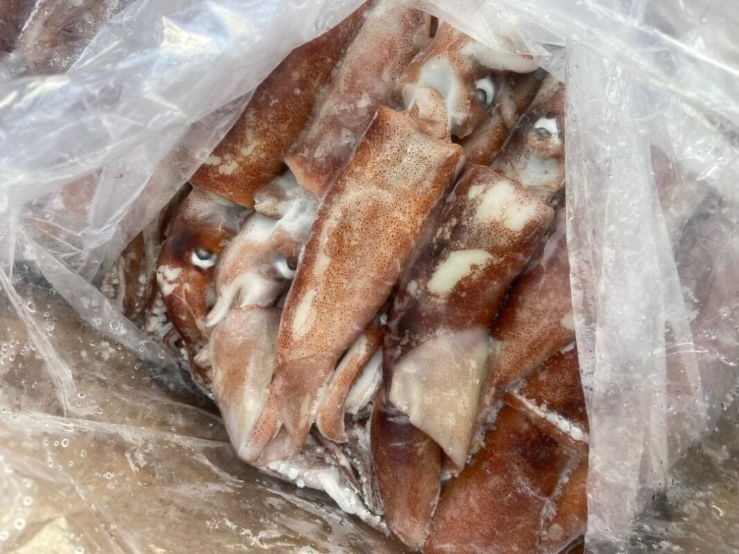 Frozen squid Atlantic Ocean Mauritania