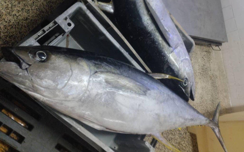 Fresh Yellowfin Tuna Atlantic Ocean Yellowfin tuna Atlantic seafood Senegal