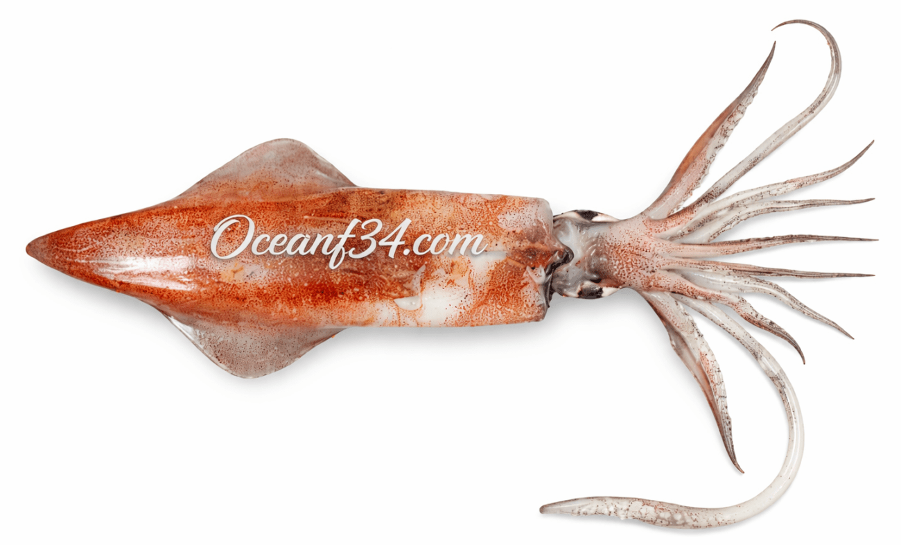 Frozen squid supplier Mauritania Senegal OceanF34