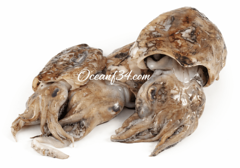 Frozen cuttlefish supplier Mauritania Senegal OceanF34