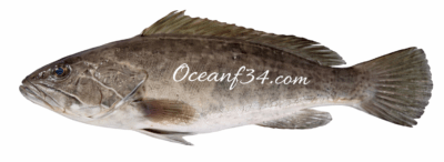 White grouper supplier Mauritania Senegal OceanF34