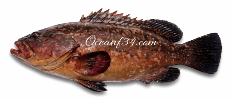 Dusky grouper supplier Mauritania Senegal OceanF34