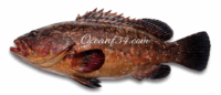 Dusky grouper supplier Mauritania Senegal OceanF34