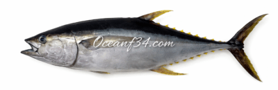 Yellowfin tuna supplier Senegal OceanF34