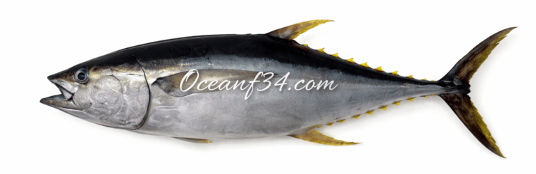 Yellowfin tuna supplier Senegal OceanF34