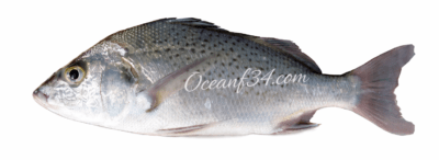 Sompat grunt supplier Mauritania Senegal OceanF34