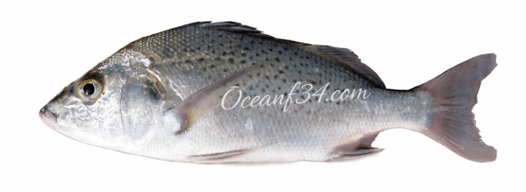 Sompat grunt supplier Mauritania Senegal OceanF34