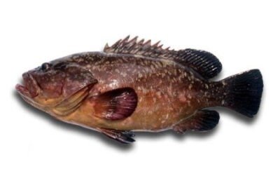 Dusky grouper supplier Mauritania Senegal OceanF34