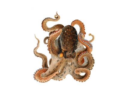 Frozen octopus supplier Mauritania Senegal OceanF34