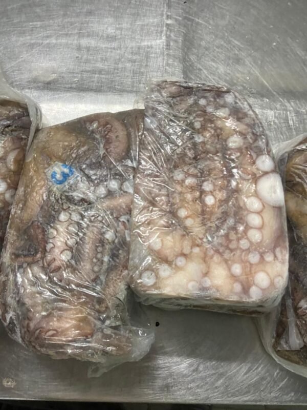 Frozen octopus Atlantic Ocean Mauritania