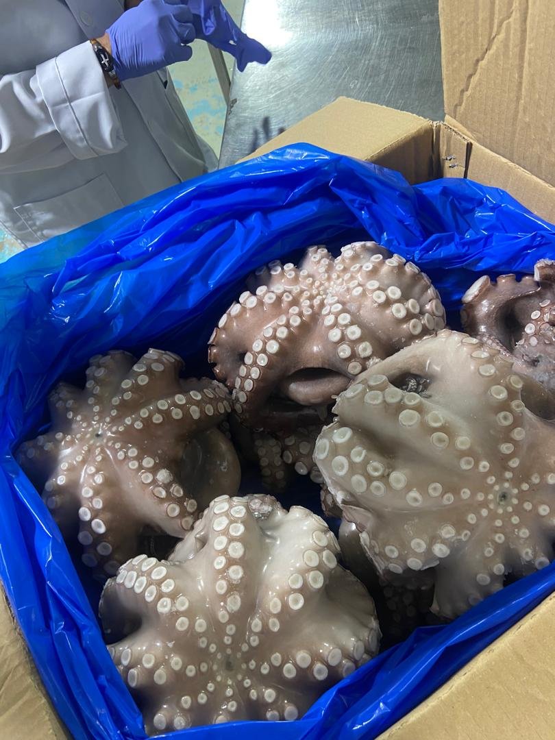 WhatsApp Image 2025-10-30 at 05.06.52