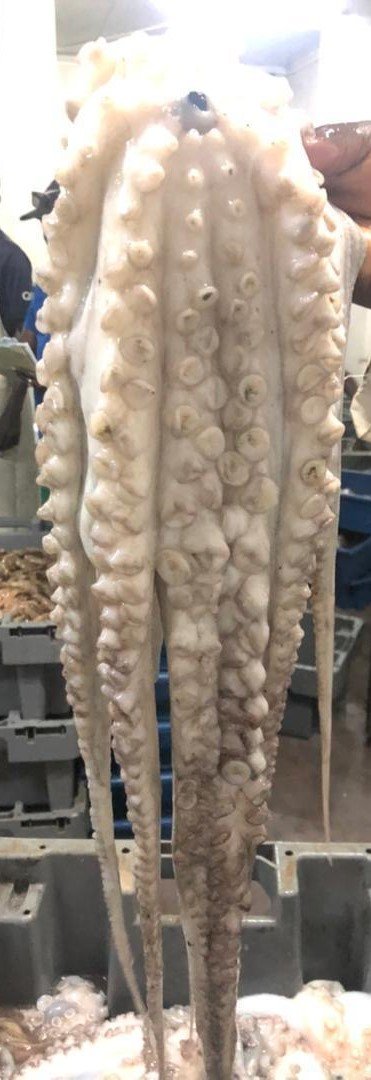 WhatsApp Image 2025-10-30 at 05.16.02 (3)