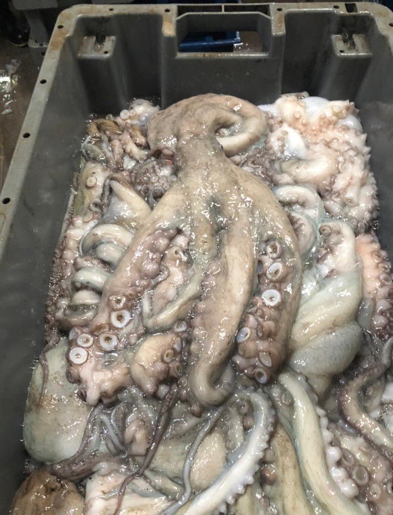 WhatsApp Image 2025-10-30 at 05.16.03