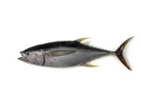 Yellowfin tuna supplier Senegal OceanF34