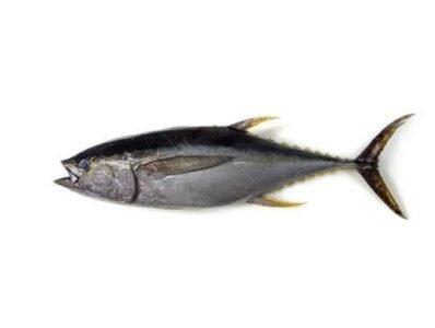 Yellowfin tuna supplier Senegal OceanF34