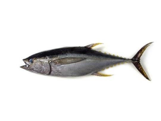 Yellowfin tuna supplier Senegal OceanF34
